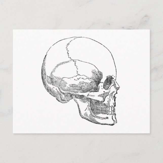 Poor Yorick Skull Postcard (Front)
