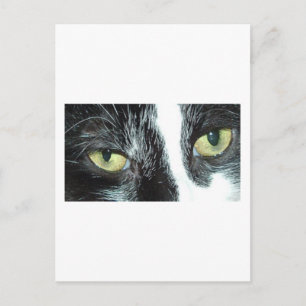 Pop Art Cat Postcard