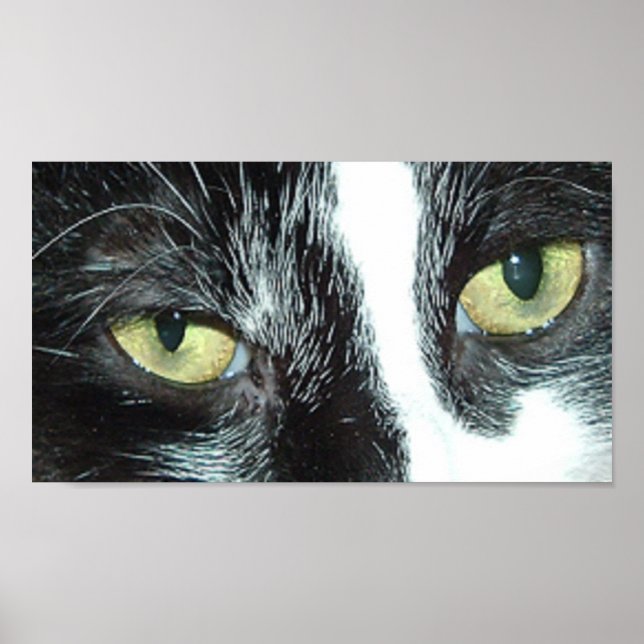 Pop Art Cat Poster (Front)
