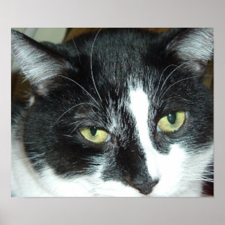 Pop Art Cat Poster