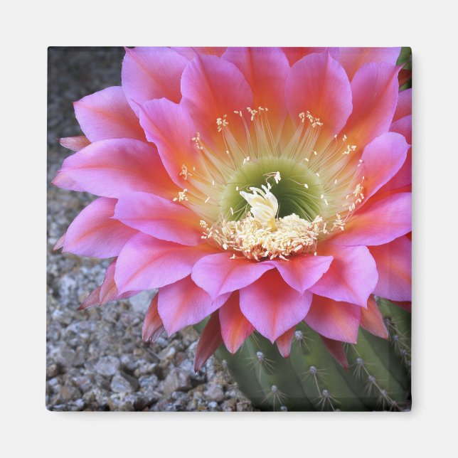 Pop of pink cactus magnet (Front)