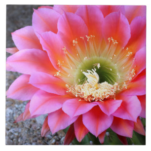 Pop of pink cactus tile