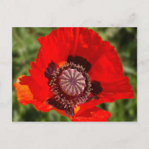 pop postcard