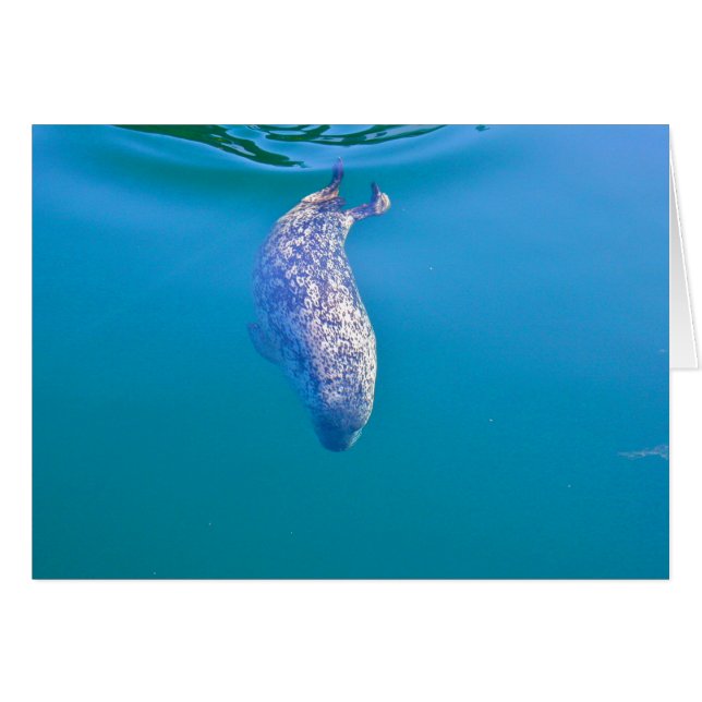 Popeye the Seal, Friday Harbour, WA (Front Horizontal)