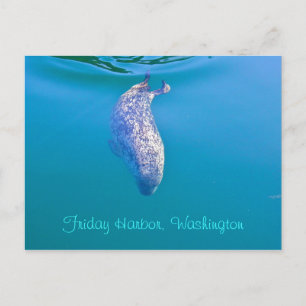 Popeye the Seal Postcard