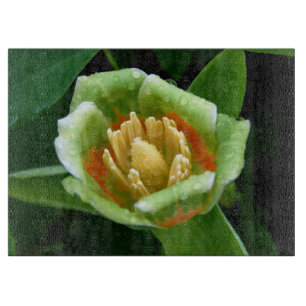 Poplar Tree Tulip After the Rain Cutting Board