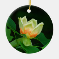 Poplar Tree Tulip ornament