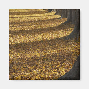 Poplar Trees in Autumn, Lake Wanaka, Otago, Magnet