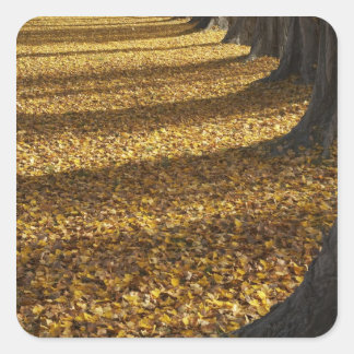 Poplar Trees in Autumn, Lake Wanaka, Otago, Square Sticker