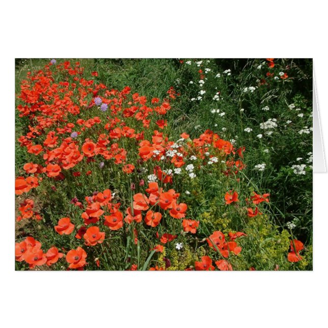 Poppies (Front Horizontal)