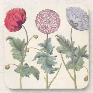 Poppies: 1.Papaver multiplex albumoris rubicundis; Coaster