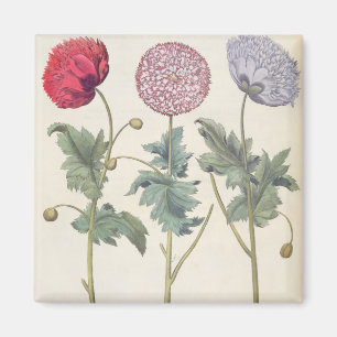 Poppies: 1.Papaver multiplex albumoris rubicundis; Magnet