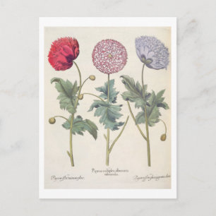 Poppies: 1.Papaver multiplex albumoris rubicundis; Postcard