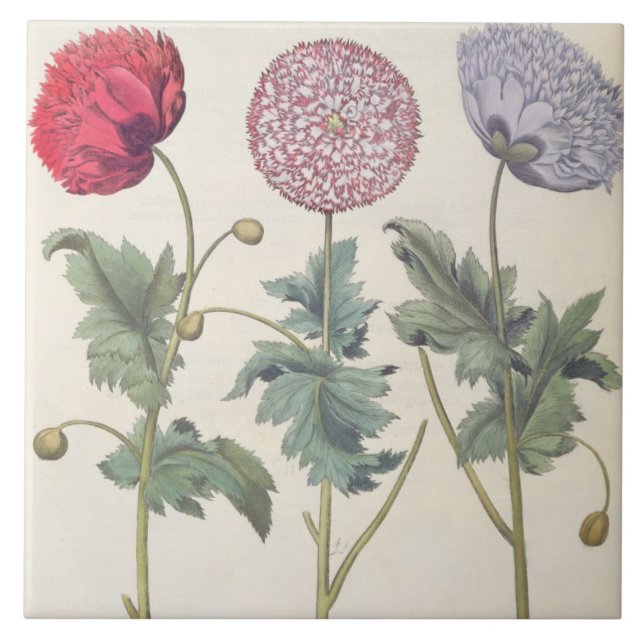 Poppies: 1.Papaver multiplex albumoris rubicundis; Tile (Front)