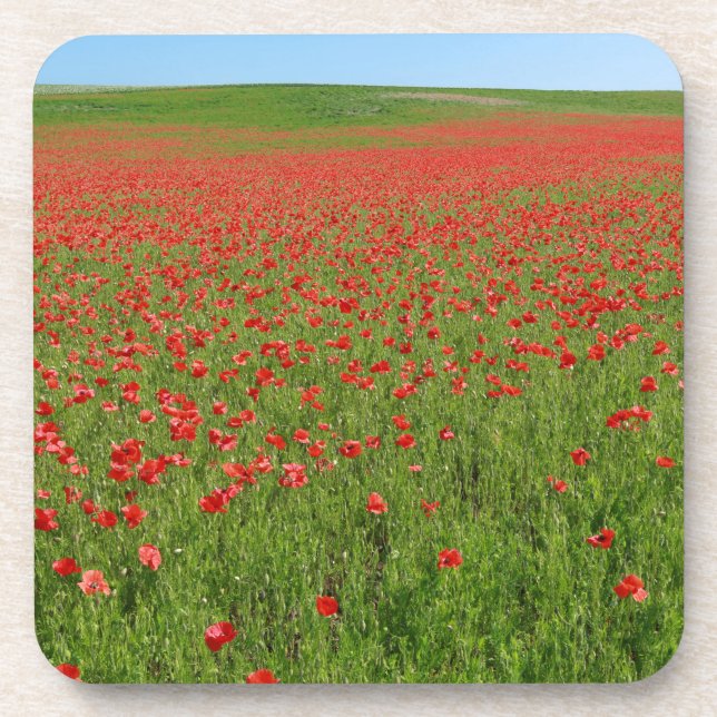 Poppies alive! coaster (Front)