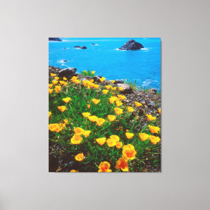 Poppies along the Pacific Coast Canvas Print