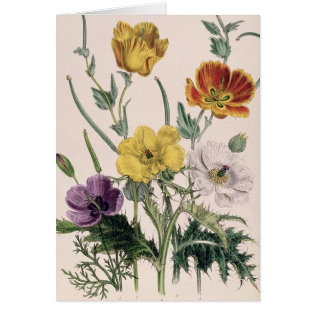 Poppies and Anemones (Front)