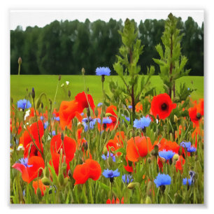 Poppies And Cornflowers Photo Print