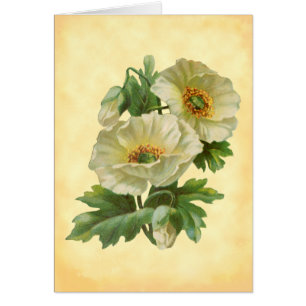 Poppies and Cornflowers Vintage Blank Art Cards