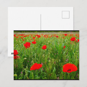 Poppies and Wildflowers Postcard