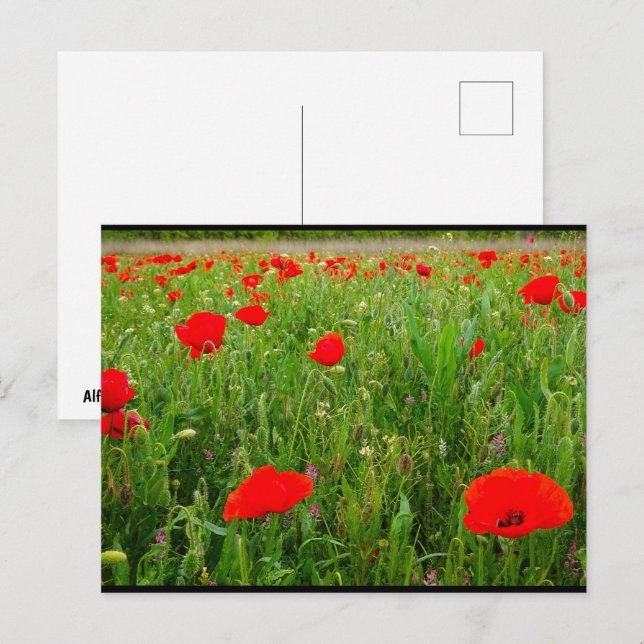 Poppies and Wildflowers Postcard (Front/Back)