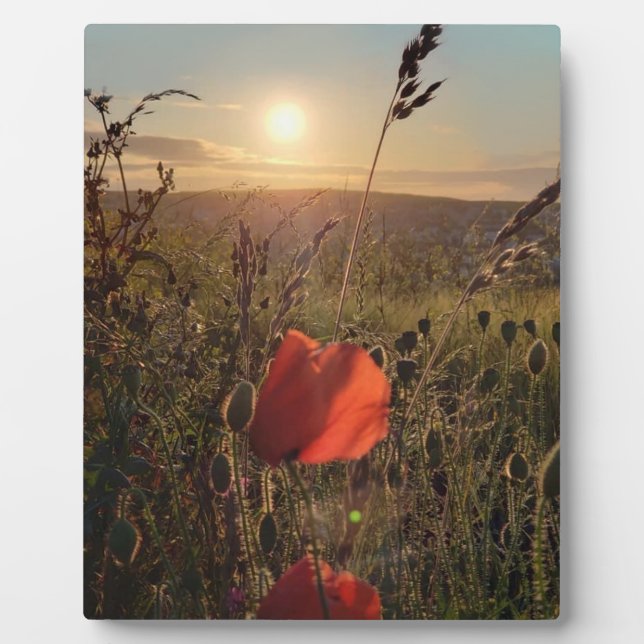 Poppies at sunset 2.  Perranporth, Cornwall Plaque (Front)