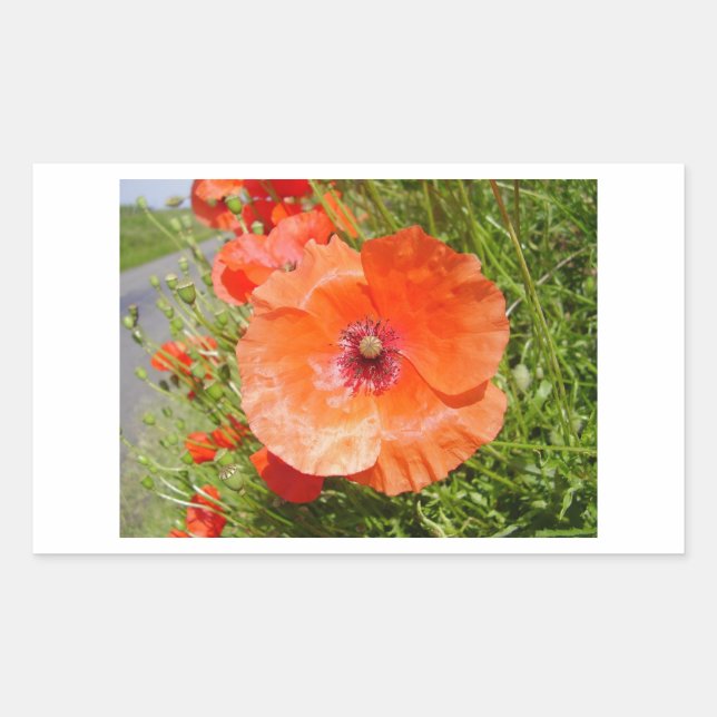 Poppies - Coquelicots Rectangular Sticker (Front)