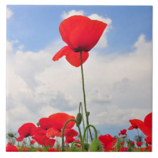 Poppies field tile