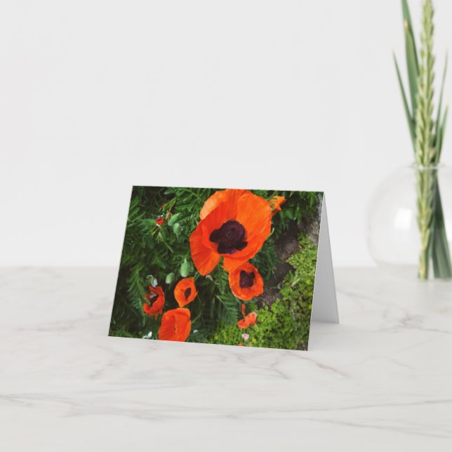 Poppies Floral Blank Greeting Card (Front)