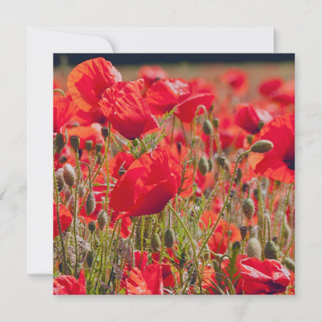 Poppies Greetings Card (Front)