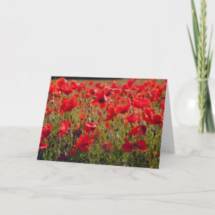 Poppies Greetings Card