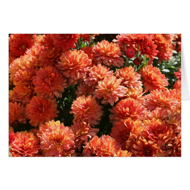 Poppies I (Front Horizontal)