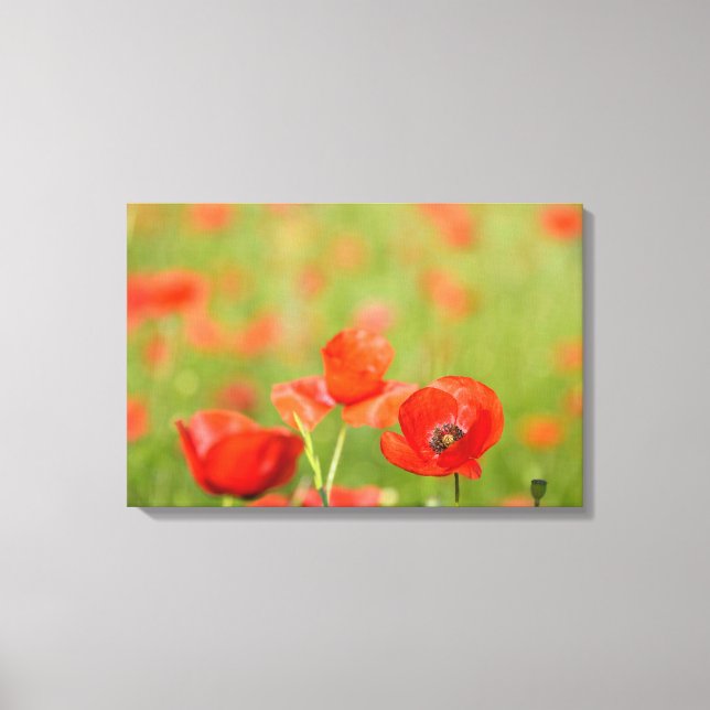 Poppies in a poppy field canvas print (Front)