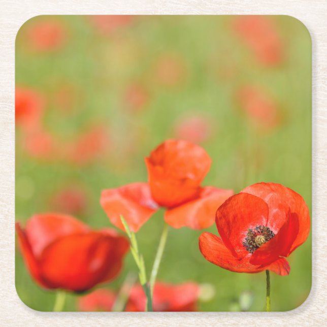 Poppies in a poppy field coaster (Front)