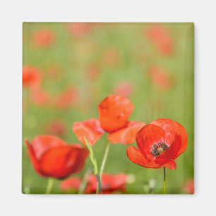 Poppies in a poppy field magnet