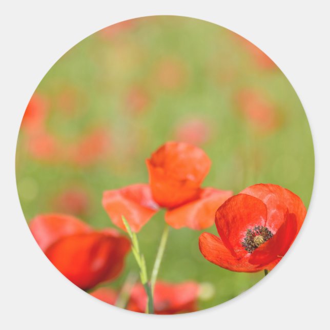 Poppies in a poppy field round sticker (Front)