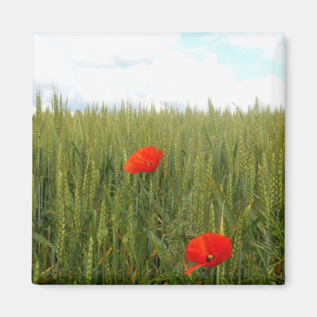 Poppies in a Wheat Field Square Magnet (Front)