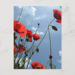 Poppies in Sun - postcard