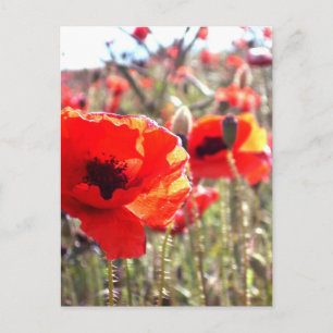 Poppies Postcard