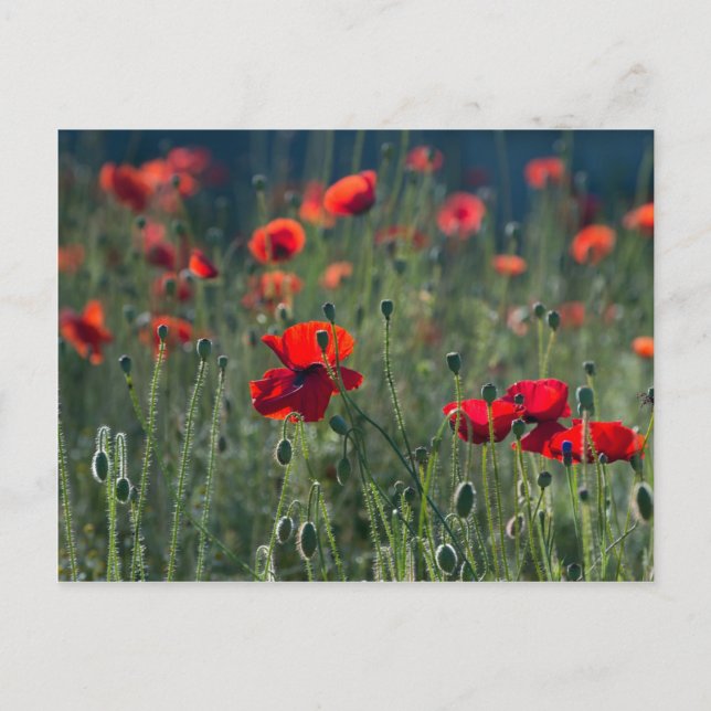 Poppies Postcard (Front)