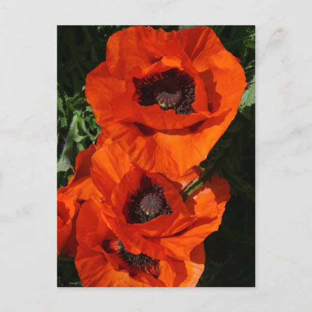 Poppies Postcard (Front)