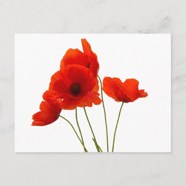 poppies postcard (Front)