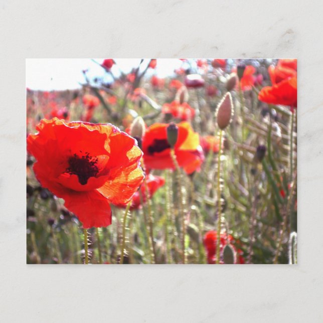 Poppies Postcard (Front)