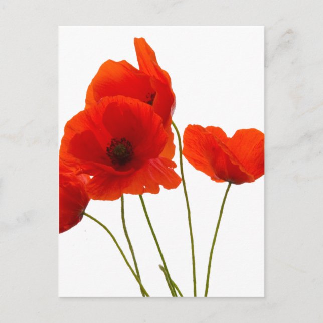 poppies postcard (Front)