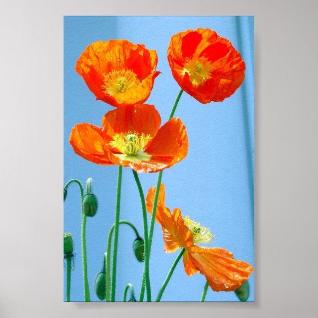 Poppies Poster (Front)