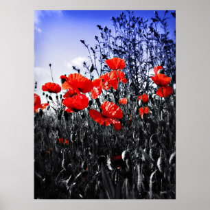 Poppies Print
