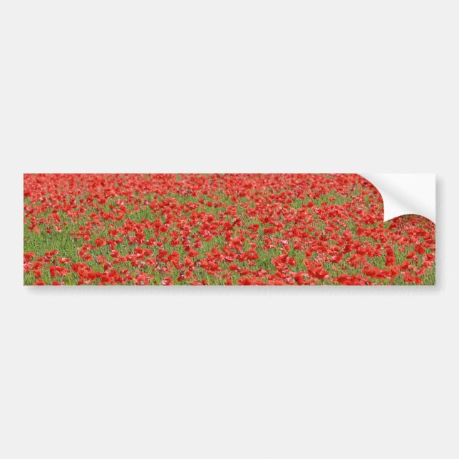 Poppies - thousands! bumper sticker (Front)