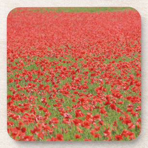 Poppies - thousands! coaster