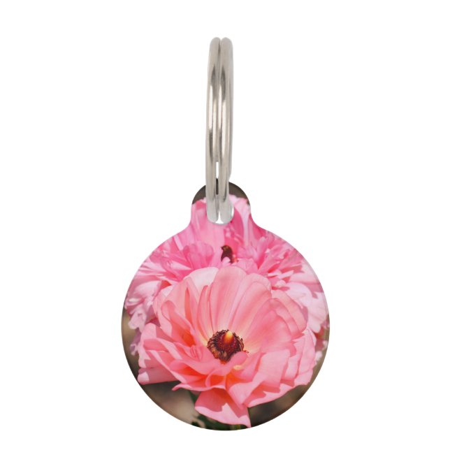 Popping in Pink  Pet Tag (Front)