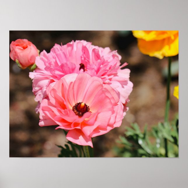 Popping in Pink  Poster (Front)